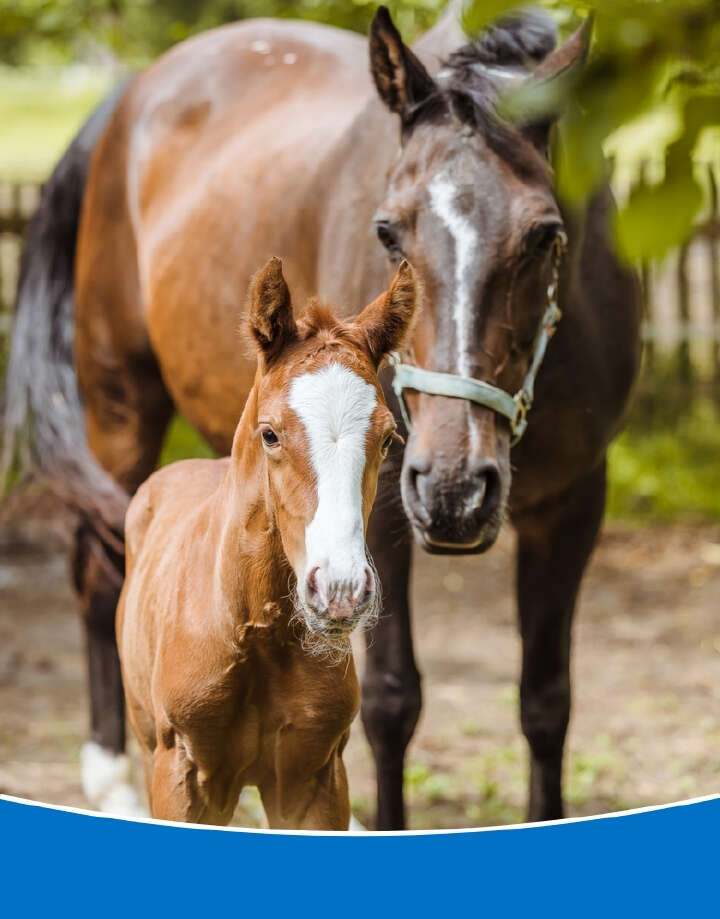 Höveler Banner Webshop Mobil Zucht 780px x 996px